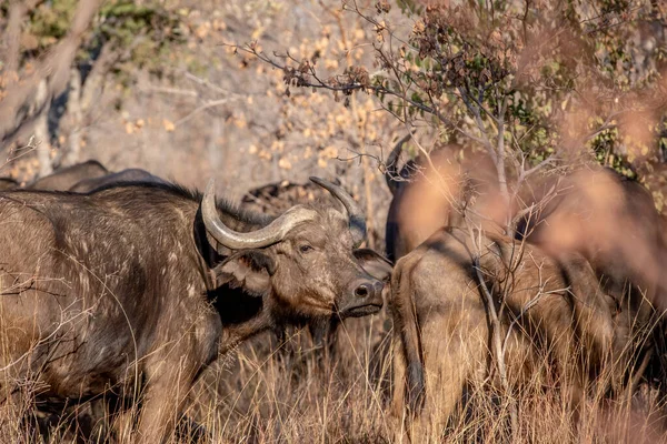 Boční profil buvol africký. — Stock fotografie