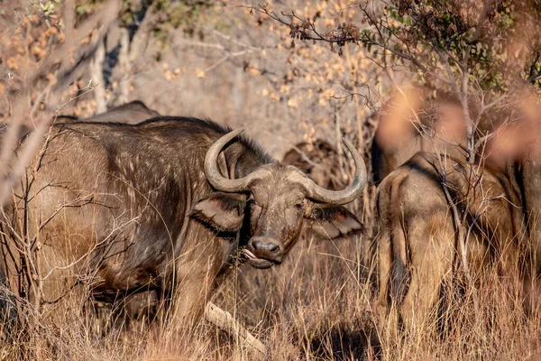 Buvol africký hrají na kameru. — Stock fotografie