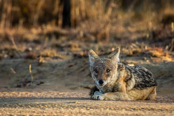Black-backed jackal laying in the sand. — Stock Photo, Image