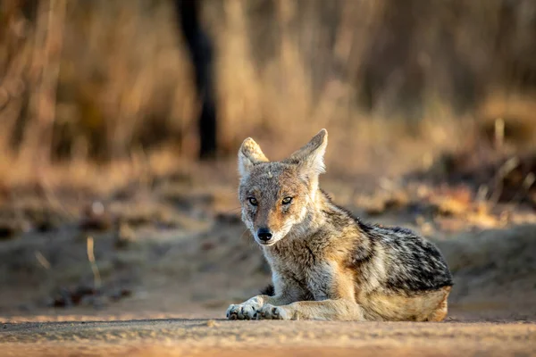 Black-backed jackal laying in the sand. — Stock Photo, Image