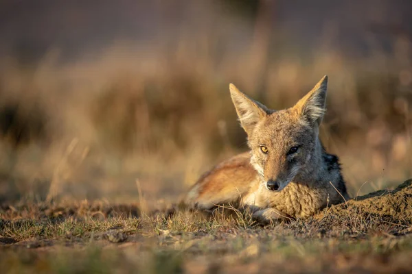 Black-backed jackal laying in the sand. — Stock Photo, Image