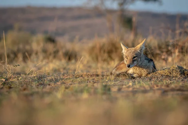 Black-backed jackal laying in the sand. — Stock Photo, Image