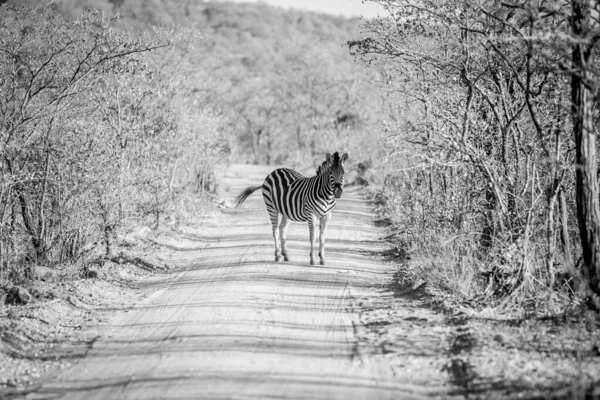 Zebra standing in the middle of a bush road.