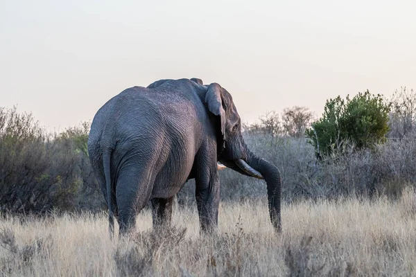 Toro elefante grande mirando lejos de la cámara . — Foto de Stock