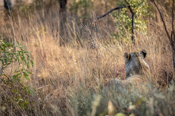 높은 잔디 위를 걷고 있는 암 사자. — 스톡 사진
