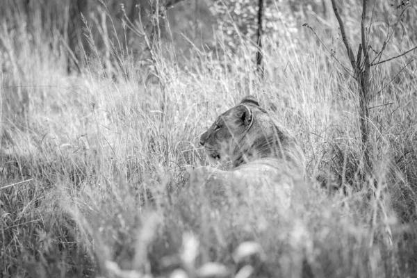 Löwin geht im Gebüsch im hohen Gras. — Stockfoto