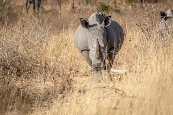 Rinoceronte branco estrelando a câmera . — Fotografia de Stock