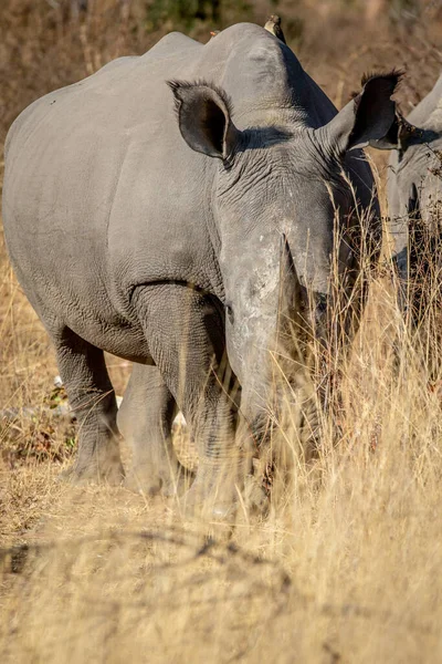 Rinoceronte branco estrelando a câmera . — Fotografia de Stock