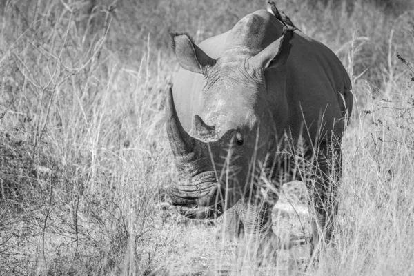 White rhino starring at the camera. — Stock Photo, Image