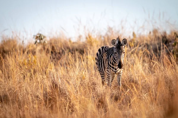 Junges Zebra steht im hohen Gras. — Stockfoto