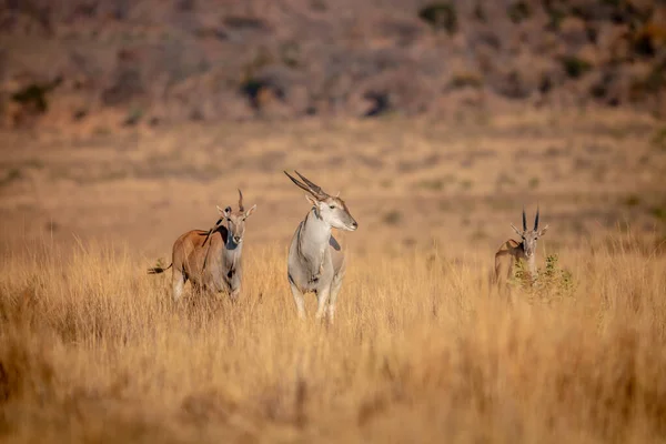 Manada de Eland em pé na grama . — Fotografia de Stock