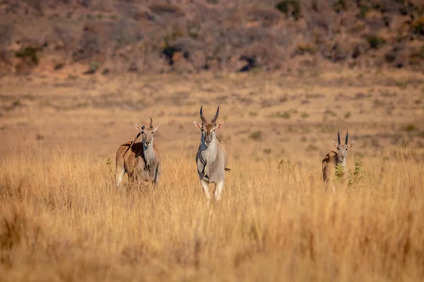 Manada de Eland em pé na grama . — Fotografia de Stock