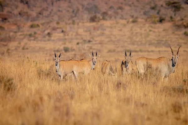 Manada de Eland em pé na grama . — Fotografia de Stock