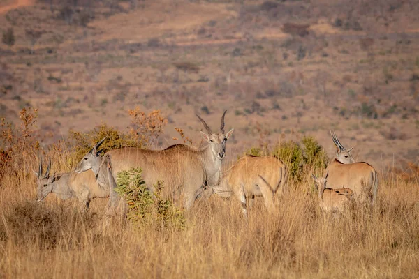 Eland sürüsü çimlerin üzerinde duruyor.. — Stok fotoğraf