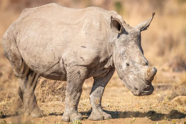 Rhinocéros blanc debout dans l'herbe . — Photo