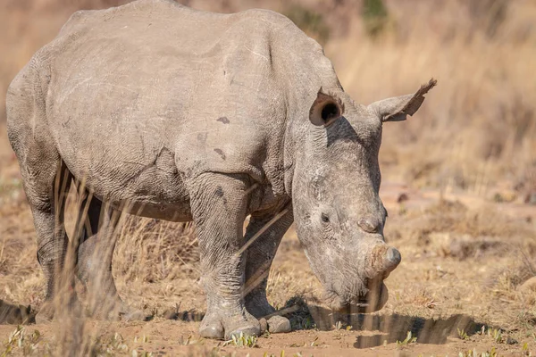 White rhino standing in the grass.