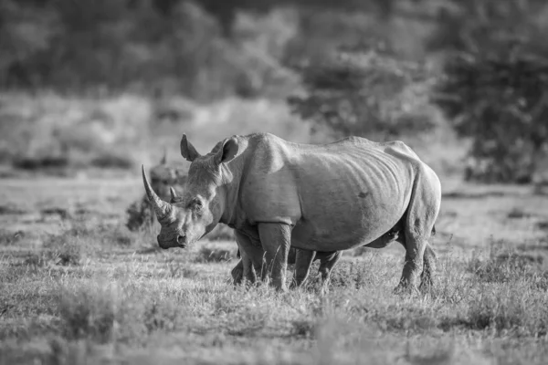 Rinoceronte branco em pé na grama . — Fotografia de Stock