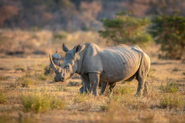 Rinoceronte branco em pé na grama . — Fotografia de Stock