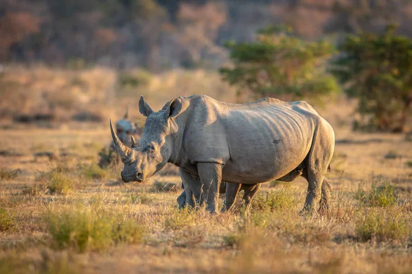 Beyaz rhino ayakta çim. — Stok fotoğraf