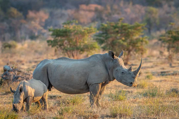 Rinocer alb și pui de vițel în picioare în iarbă . — Fotografie, imagine de stoc