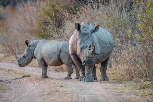 Due rinoceronti bianchi in piedi su una strada cespugliosa . — Foto Stock