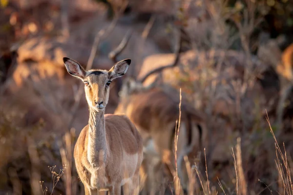 Fiatal női Impala főszereplésével a kamera. — Stock Fotó