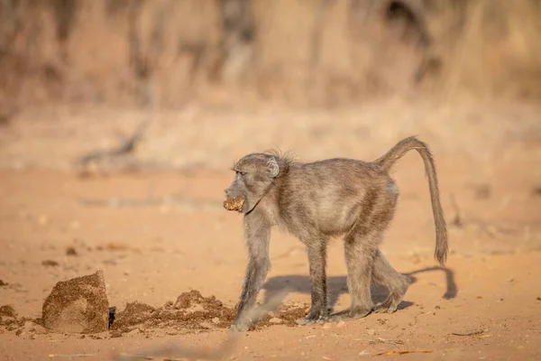 부시 를 걷고 있는 대마 개코원숭이. — 스톡 사진