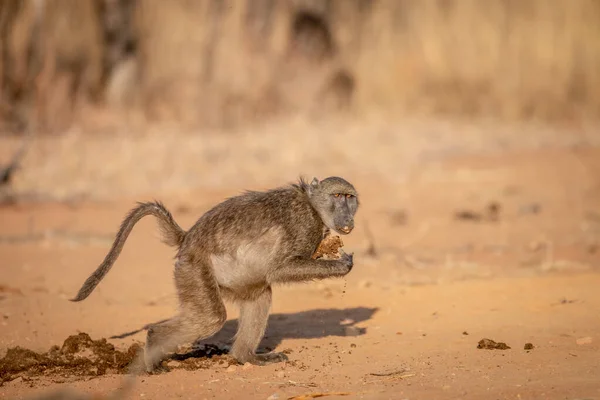 Chacma babuíno fugindo com um bloco de comida . — Fotografia de Stock