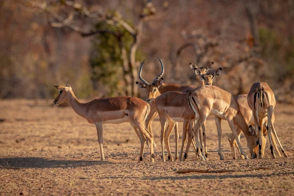 Impalas csorda áll a fűben. — Stock Fotó