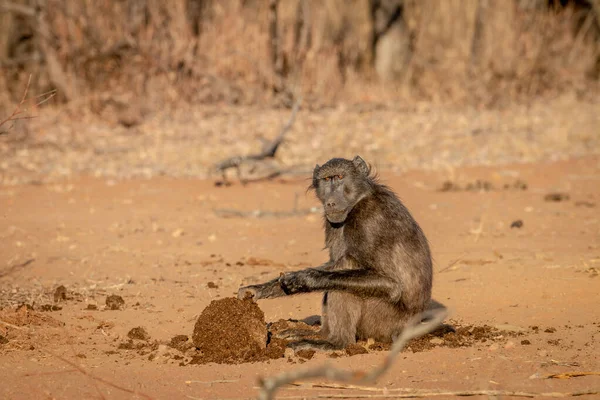 Chacma babuino y sentarse y comer . — Foto de Stock