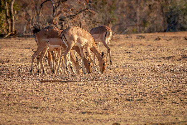 Manada de Impalas em pé na grama . — Fotografia de Stock