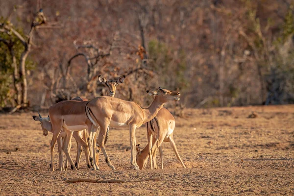 Herd van Impala 's die in het gras staan. — Stockfoto