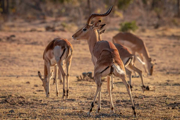 Impala-Männchen beim Stuhlgang im Gras. — Stockfoto