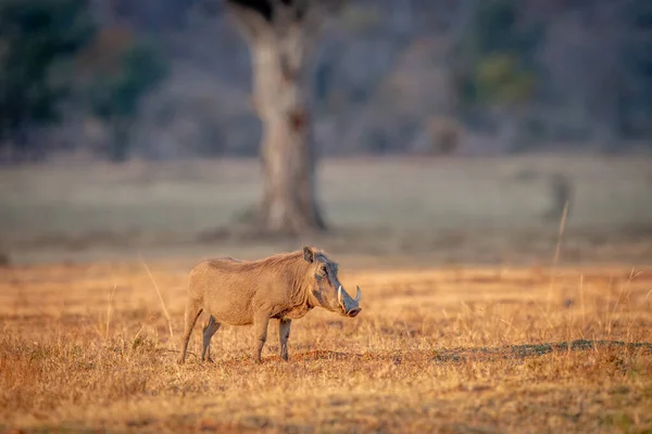 Warthog站在草地上. — 图库照片