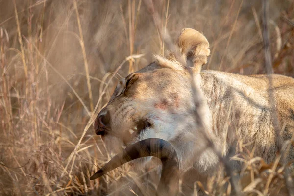 푸른 영양을 먹고 사는 암 사자. — 스톡 사진