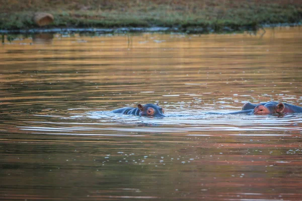 Dos hipopótamos de pie en el agua . —  Fotos de Stock