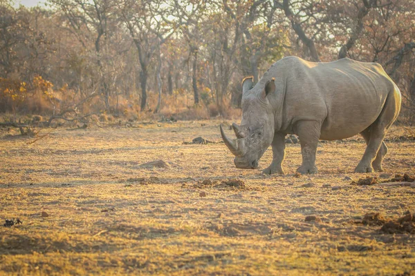 Grande masculino branco rinoceronte de pé no o grama . — Fotografia de Stock