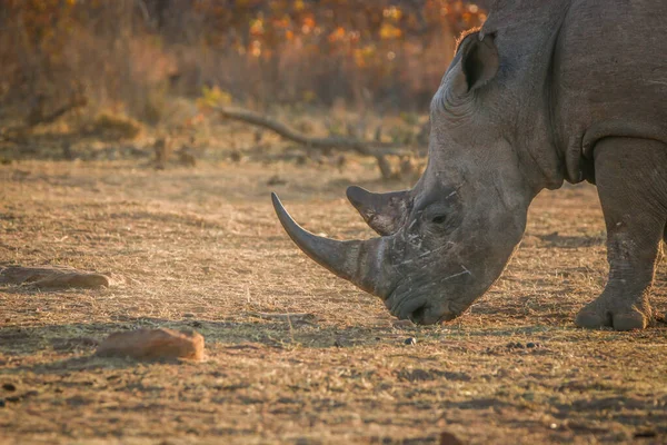 Gros plan d'un pâturage de rhinocéros blancs . — Photo