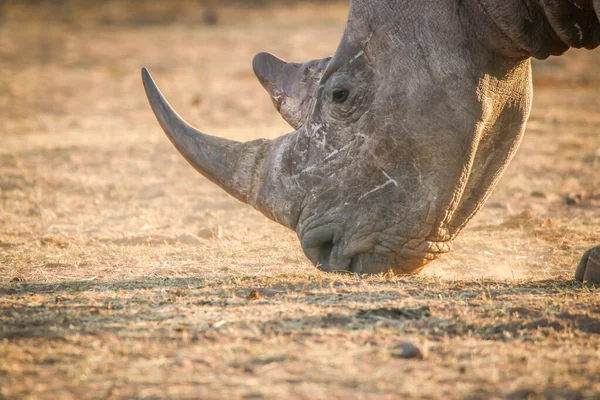 Close up of a White rhino grazing. — Stock Photo, Image