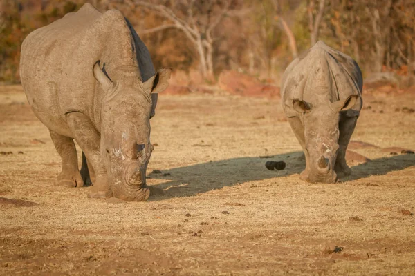 Dois rinocerontes brancos pastando no mato . — Fotografia de Stock