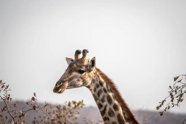 Side profile of a Giraffe in Africa. — Stock Photo, Image