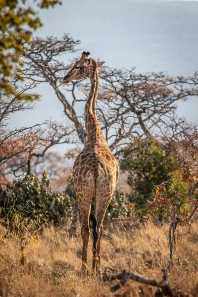 Afrika çalılarında duran zürafa. — Stok fotoğraf