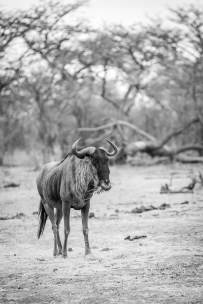 Синій антилоп стоїть і їсть . — стокове фото