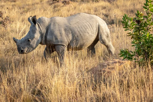 Jovem rinoceronte branco em pé na grama . — Fotografia de Stock