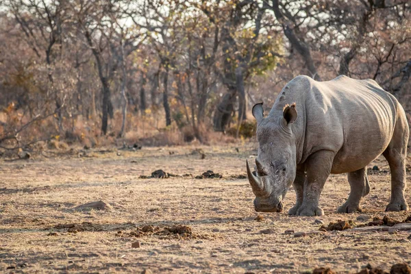 White rhino staande in het gras. — Stockfoto