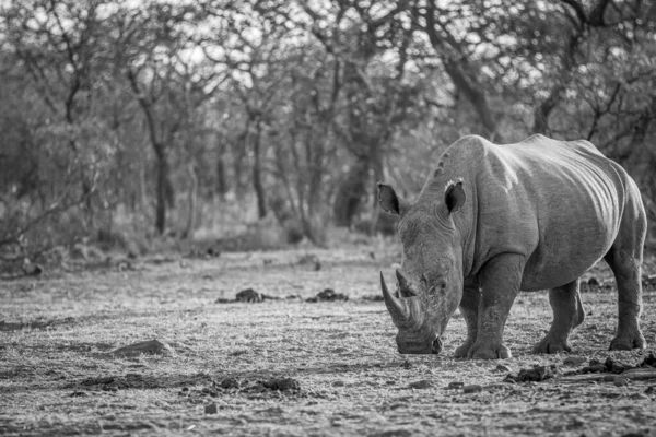 Білий носоріг стоїть на траві . — стокове фото