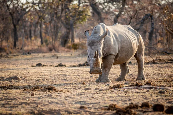 White rhino standing in the grass. — Stock Photo, Image