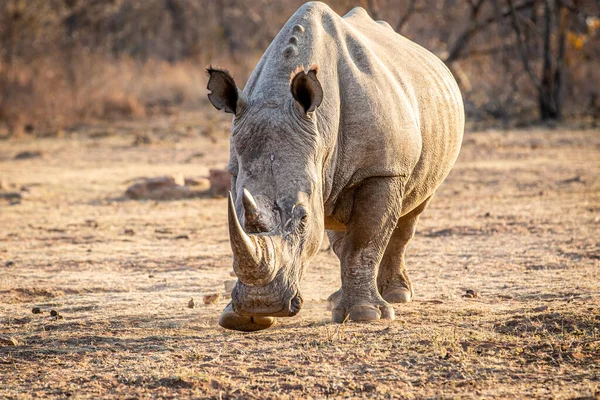 Beyaz rhino ayakta çim. — Stok fotoğraf