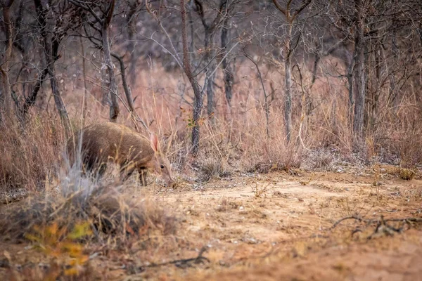 Aardvark kráčí v africkém buši. — Stock fotografie