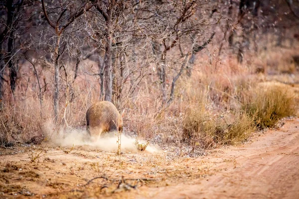 Yerdomuzu çalılıklarda karınca arıyor.. — Stok fotoğraf